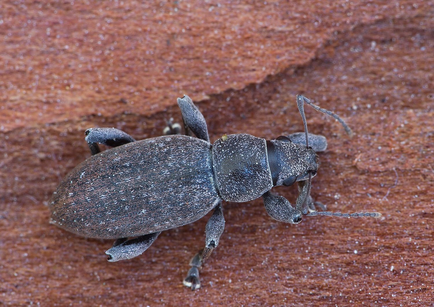 Brachyderes incanus