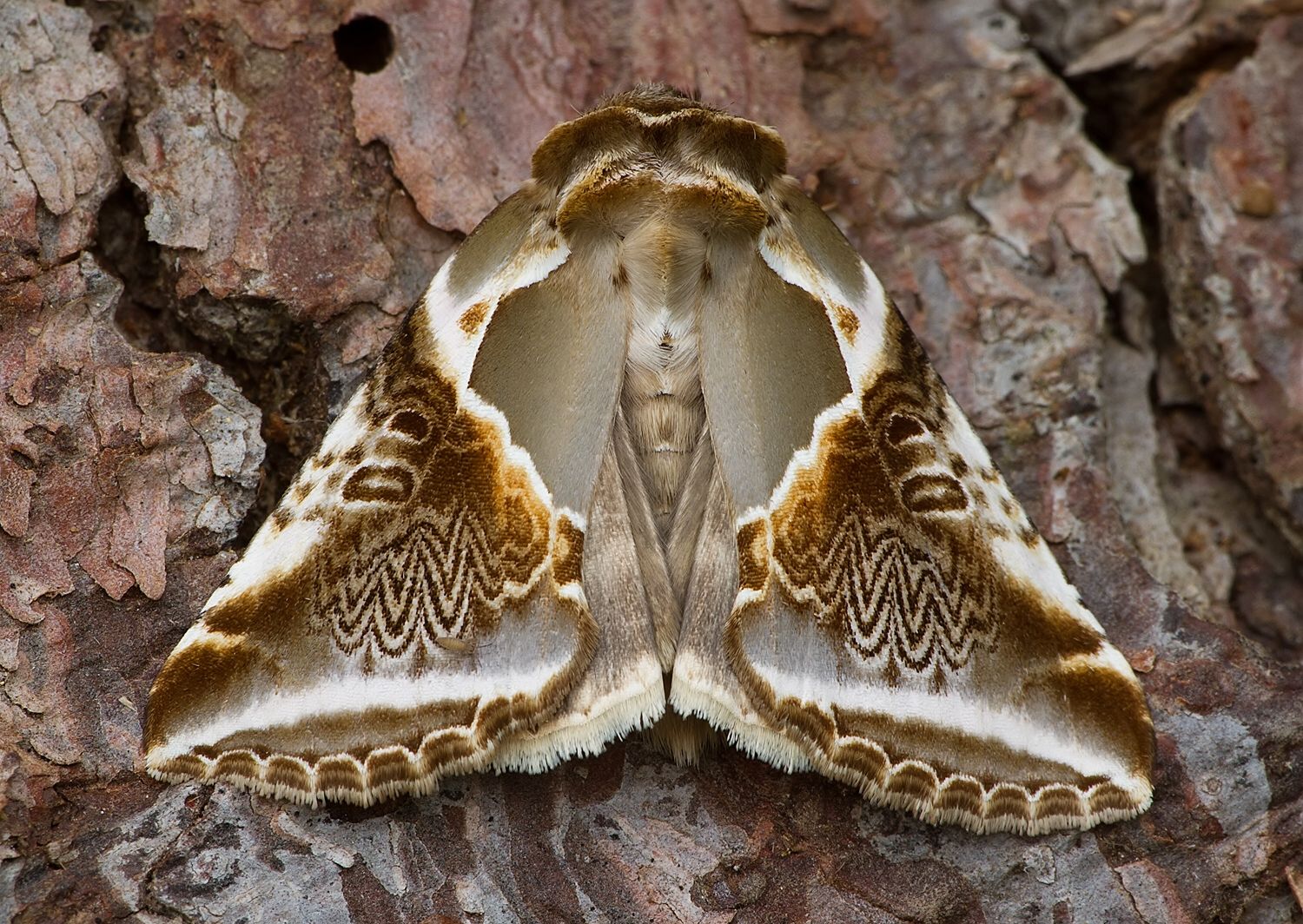 Habrosyne pyritoides