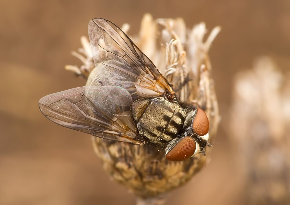 Phasia obesa