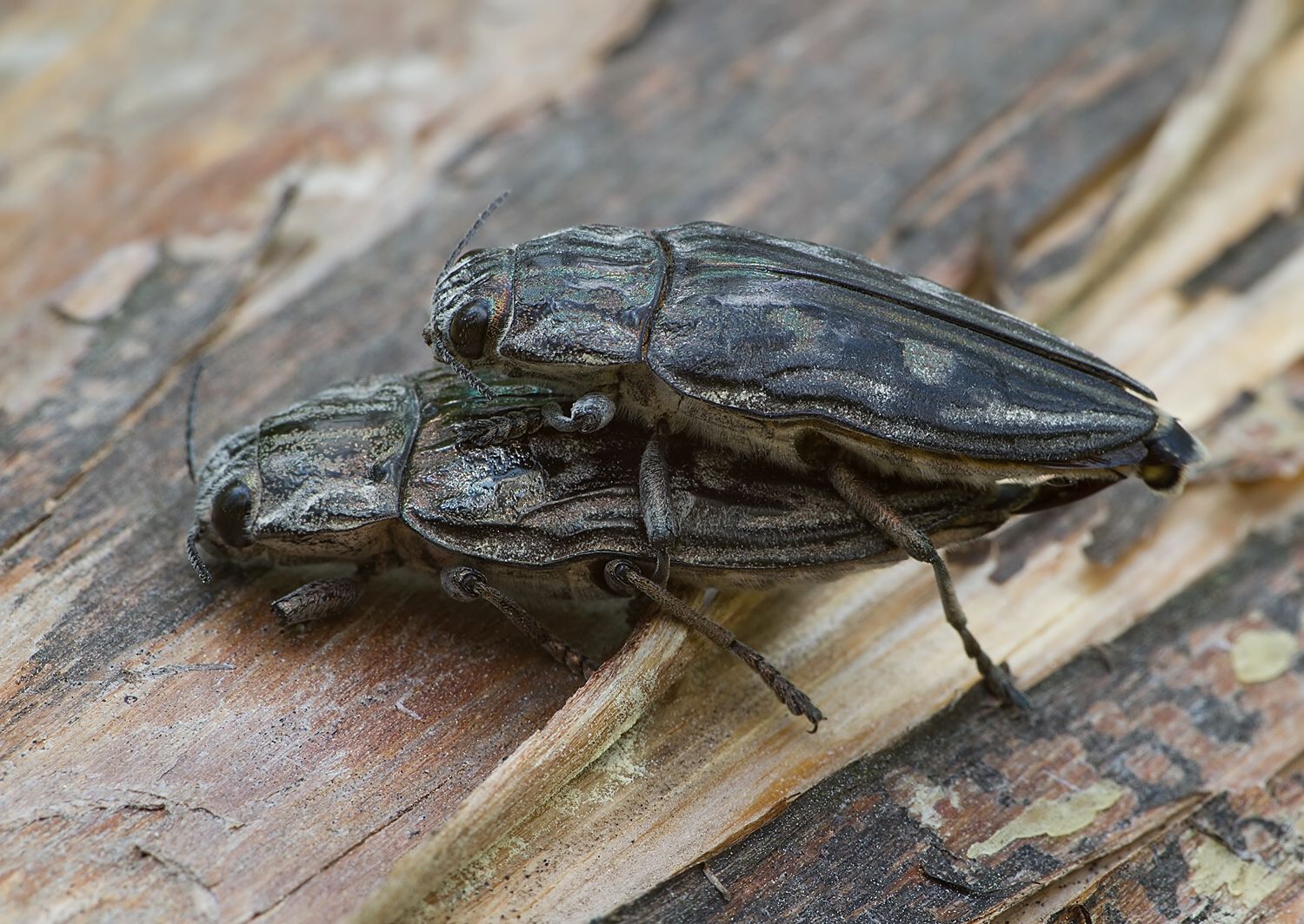 Chalcophora mariana
