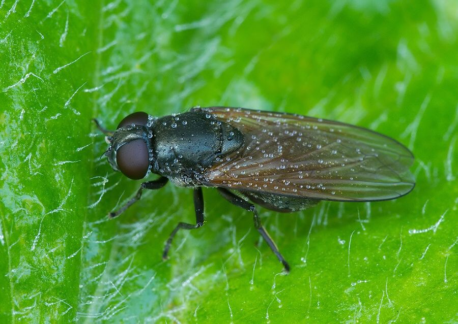 Cheilosia vicina