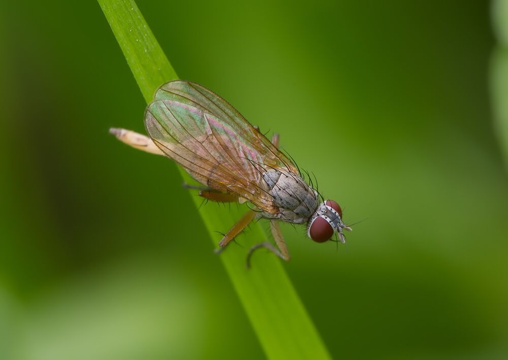 Coenosia pumila