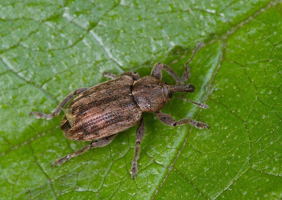 Hypera fornicata