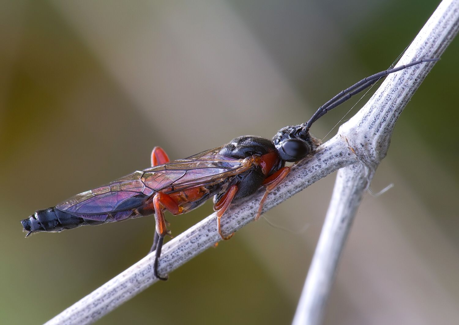 Nematus lucidus