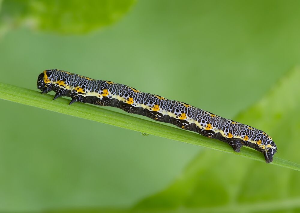 Artiora evonymaria