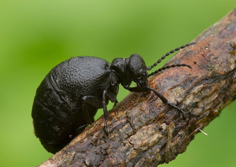 Meloe rugosus