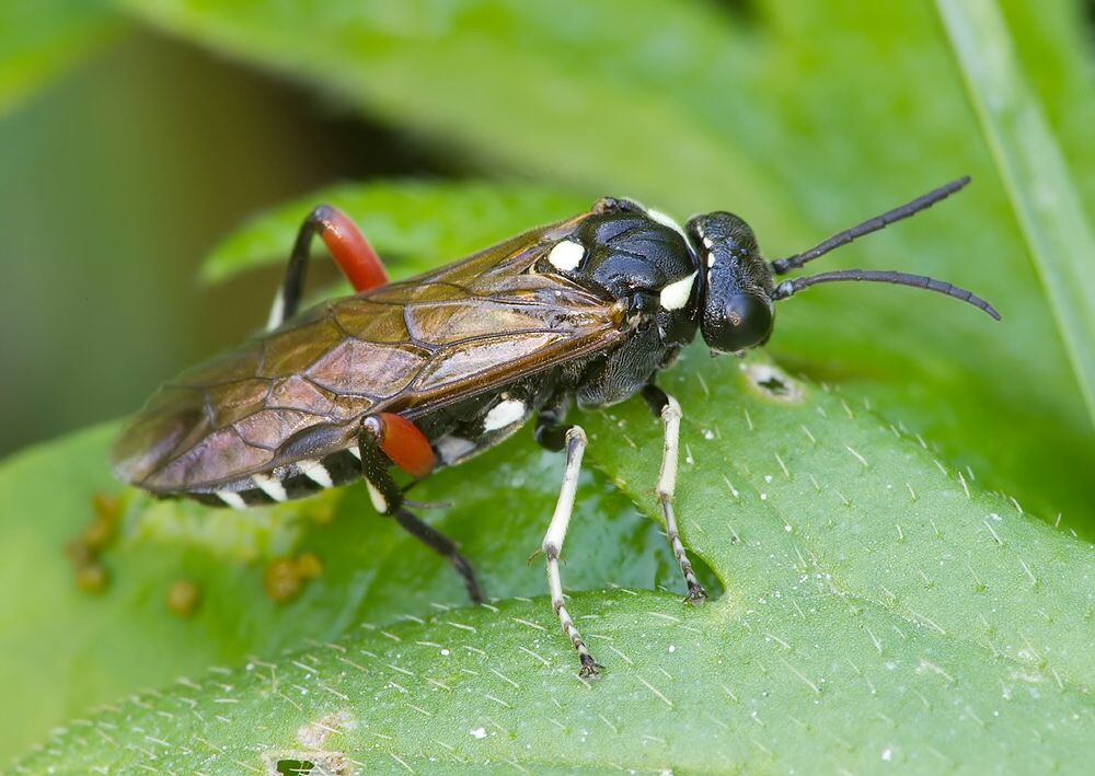 Macrophya punctumalbum