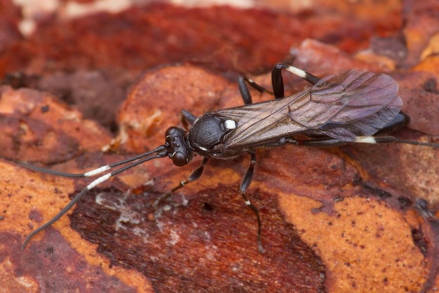 Stenichneumon militarius