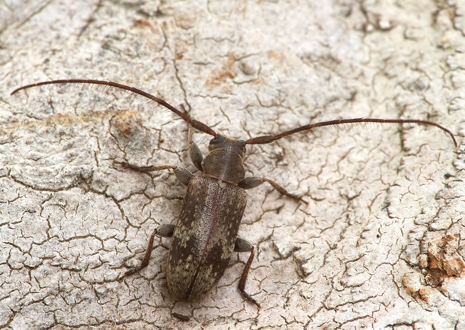 Exocentrus adspersus