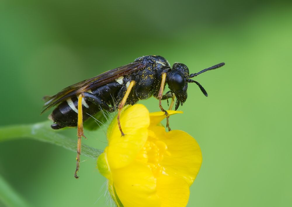 Tenthredo koehleri