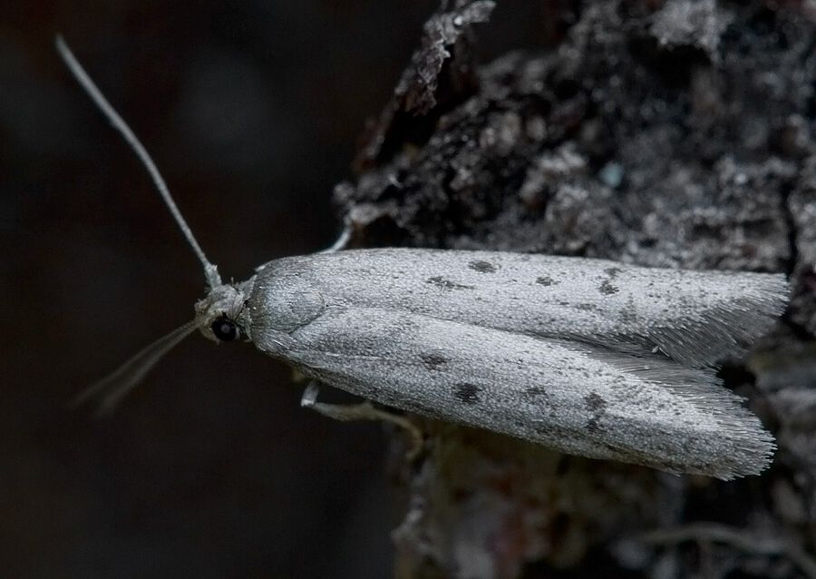 Hypatopa binotella