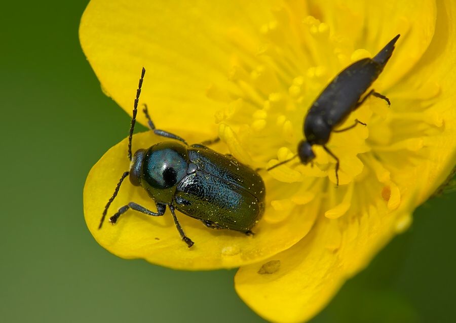 Cryptocephalus violaceus