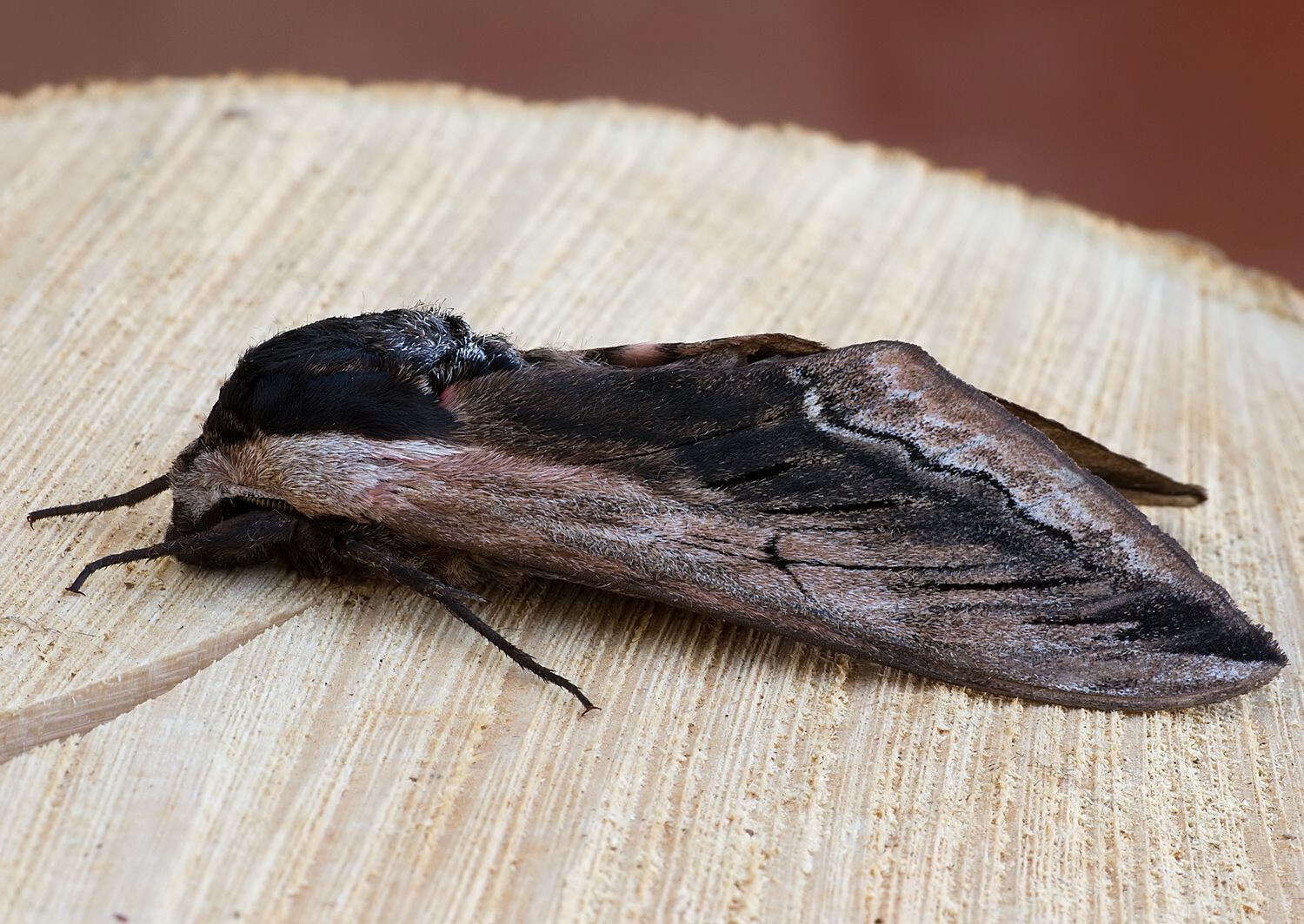 Sphinx ligustri