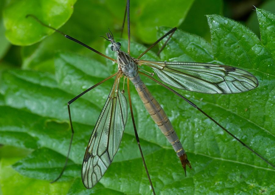 Tipula varipennis