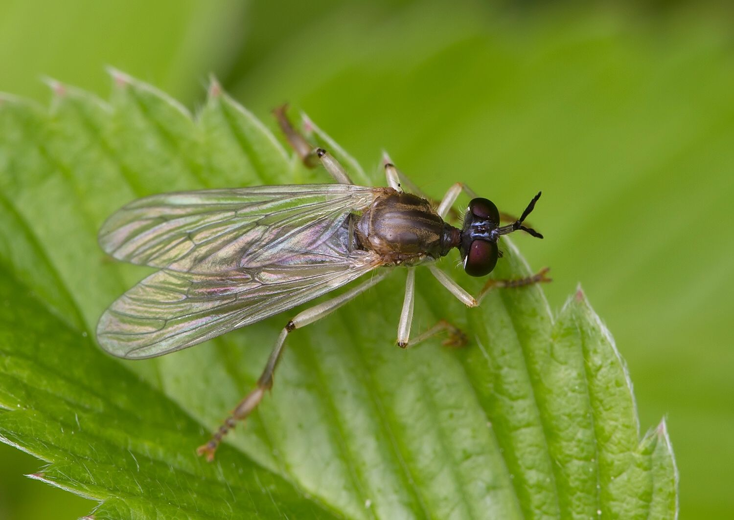 Dioctria humeralis