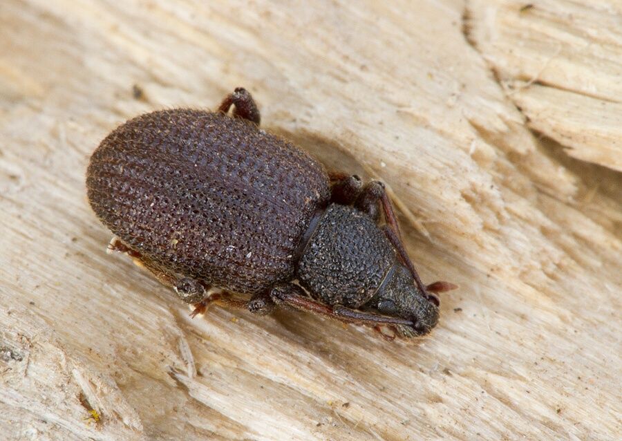 Otiorhynchus rugosostriatus
