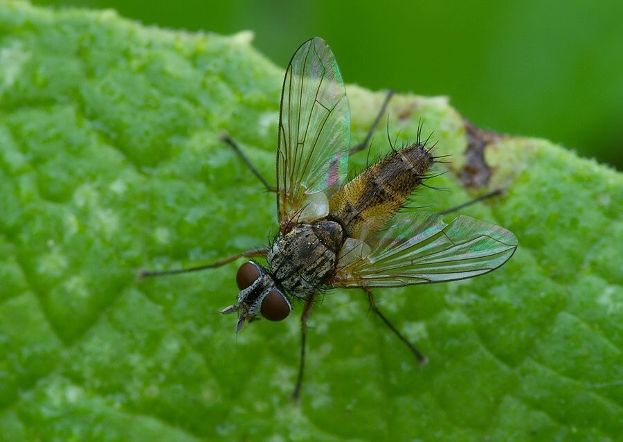Solieria fenestrata