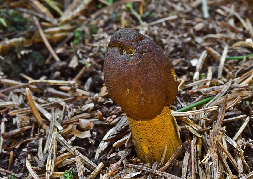 Cordyceps capitata (žezlovka hlavičkatá)