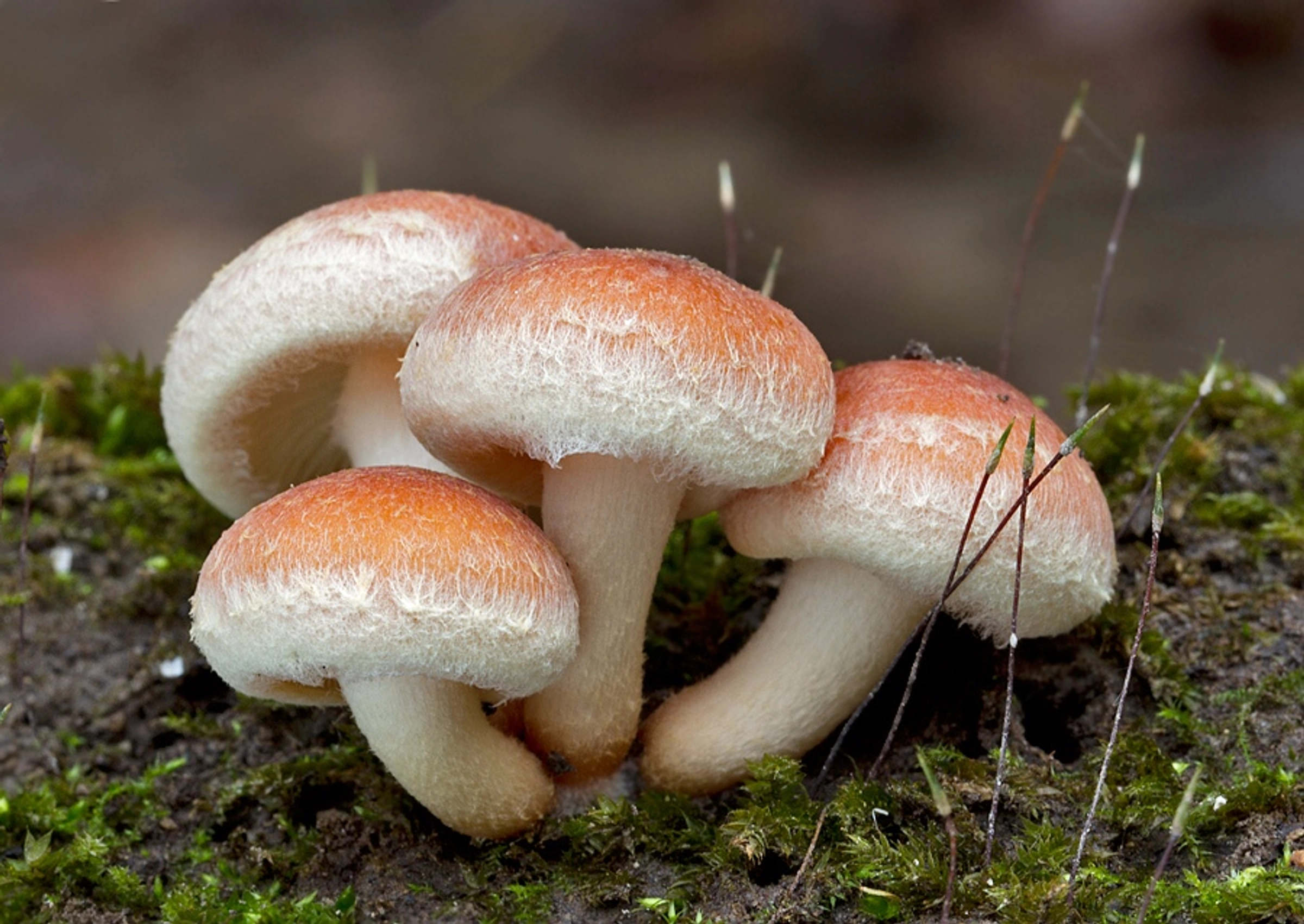 Hypholoma sublateritium (strapcovka tehlovočervená)