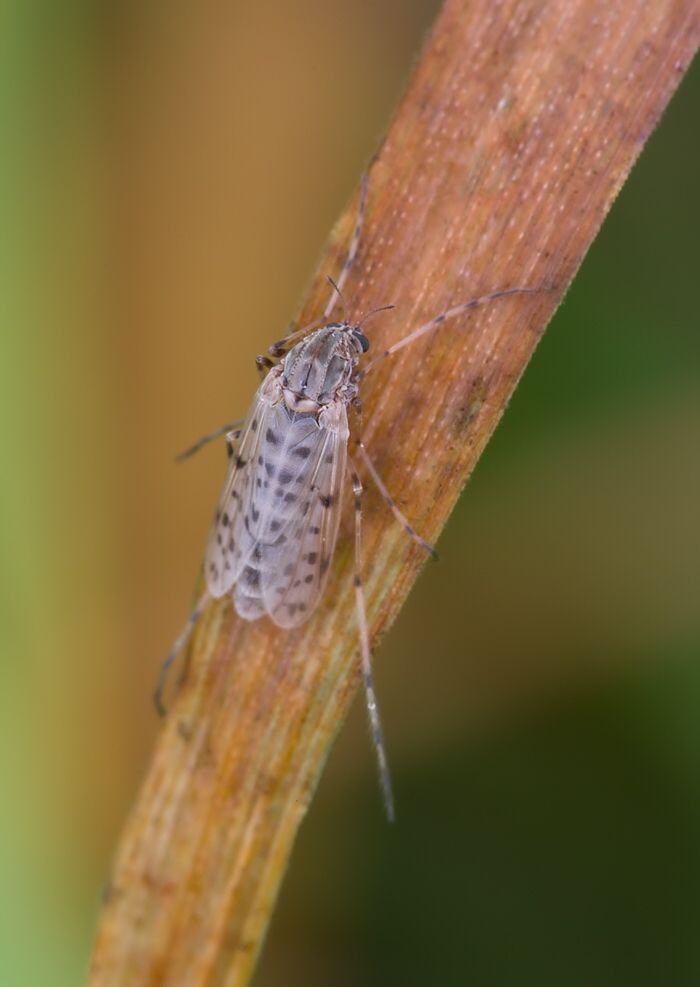 Tanypus punctipennis