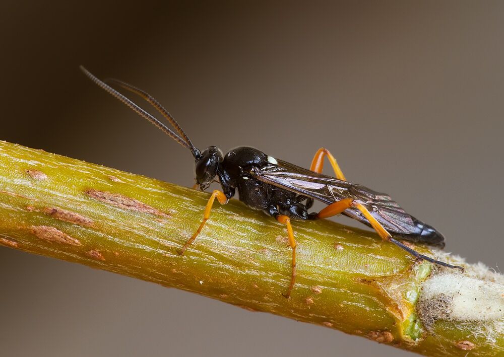 Limerodops elongatus cf.