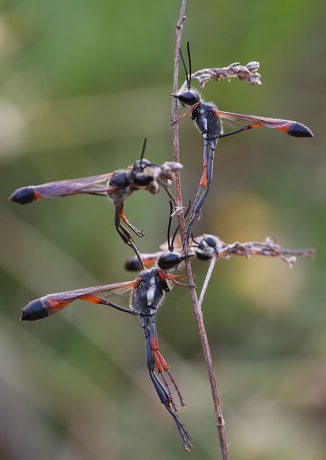 Ammophila heydeni