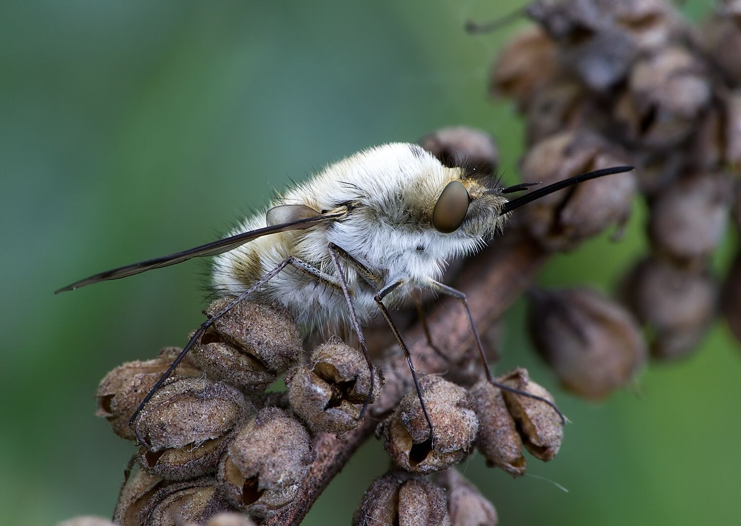 Bombylius fimbriatus