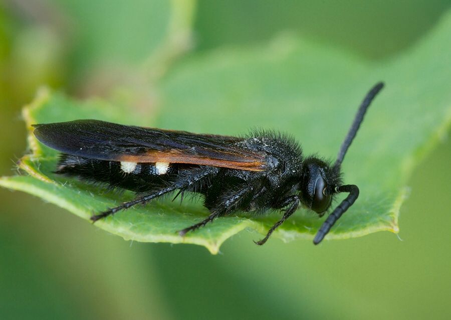 Scolia sexmaculata