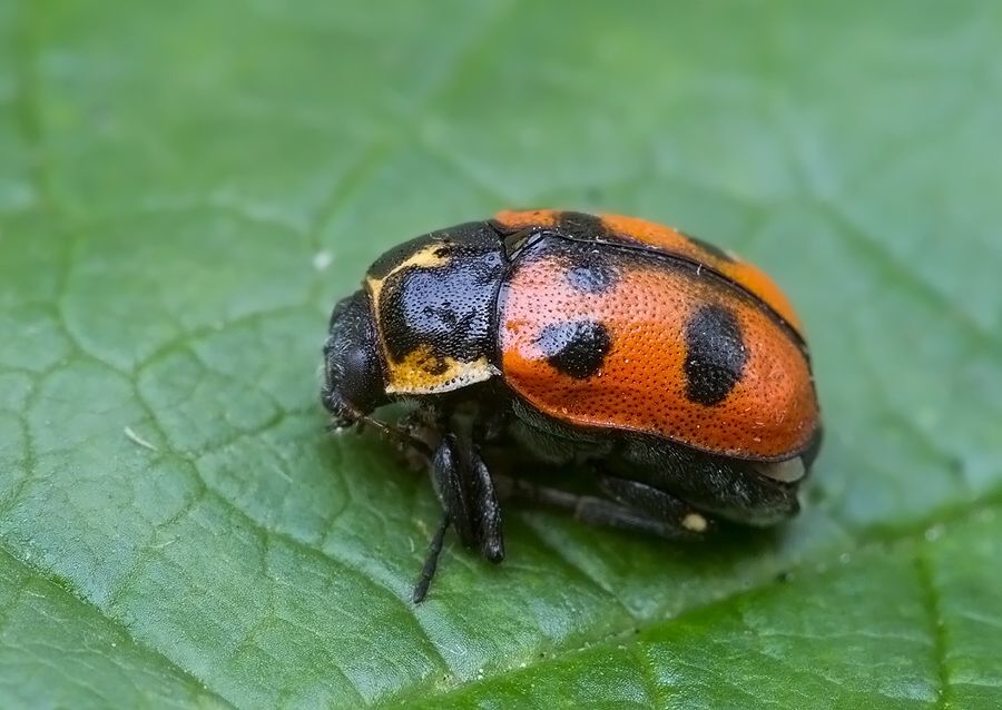 Cryptocephalus quinquepunctatus