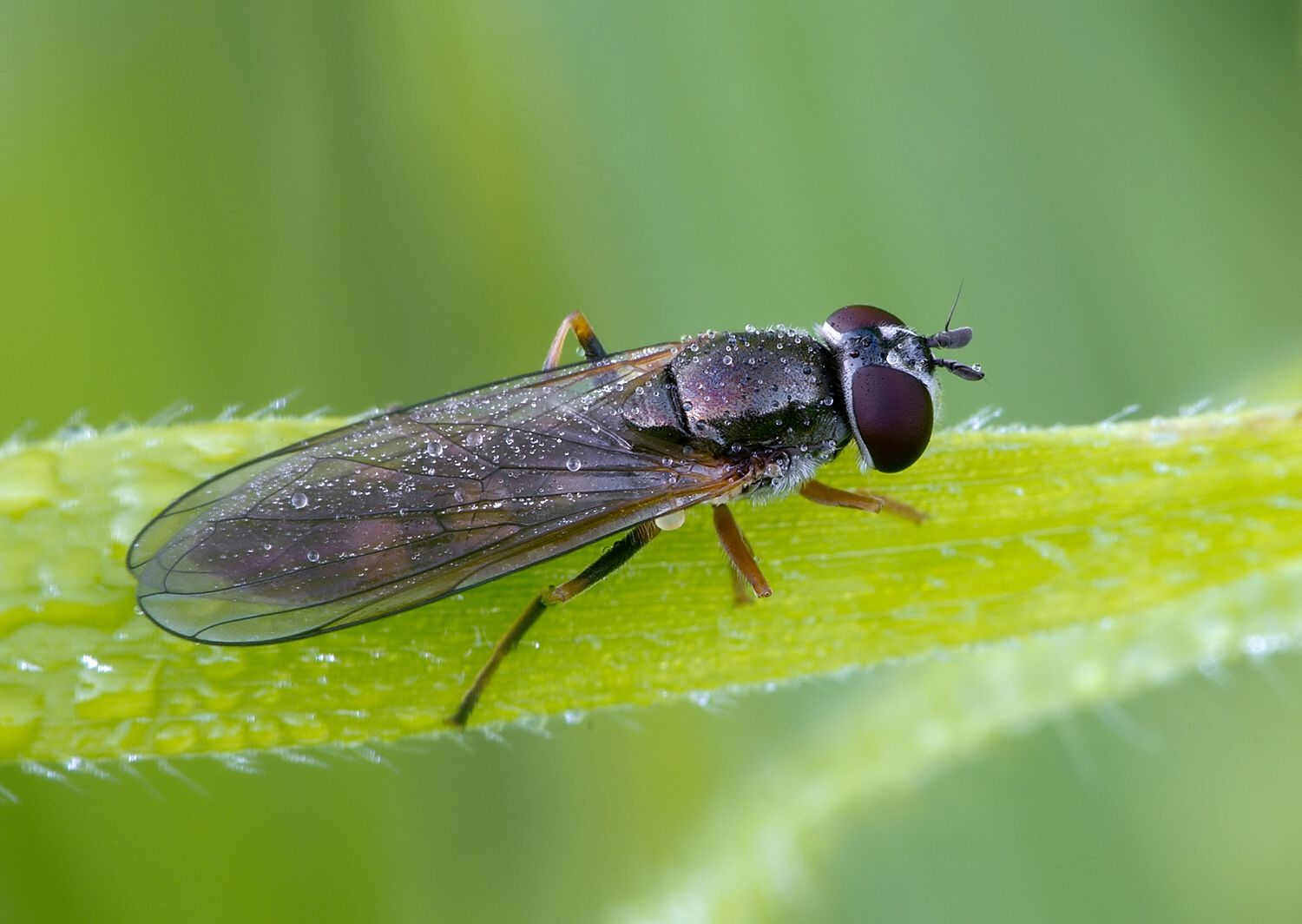 Platycheirus europaeus