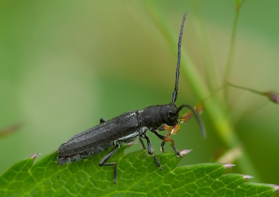 Phytoecia cylindrica