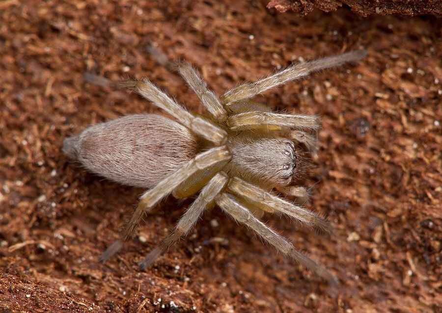 Clubiona sp.