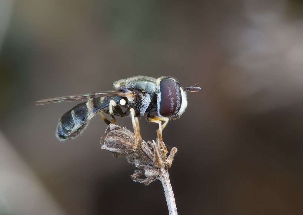 Paragus pecchiolii