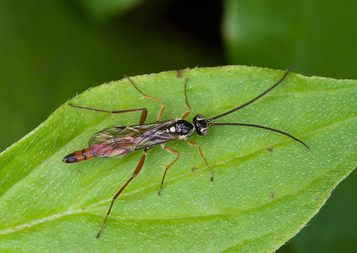 Lissonota sp.