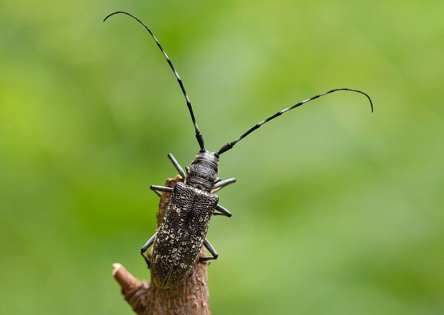 Monochamus sartor