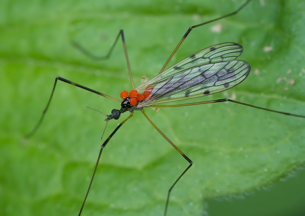 Limonia splendens