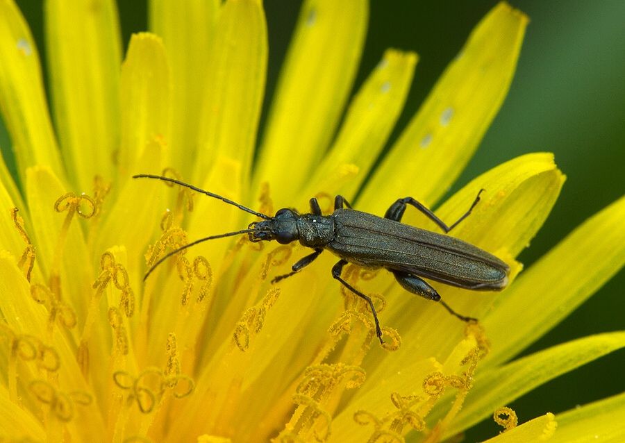 Oedemera virescens