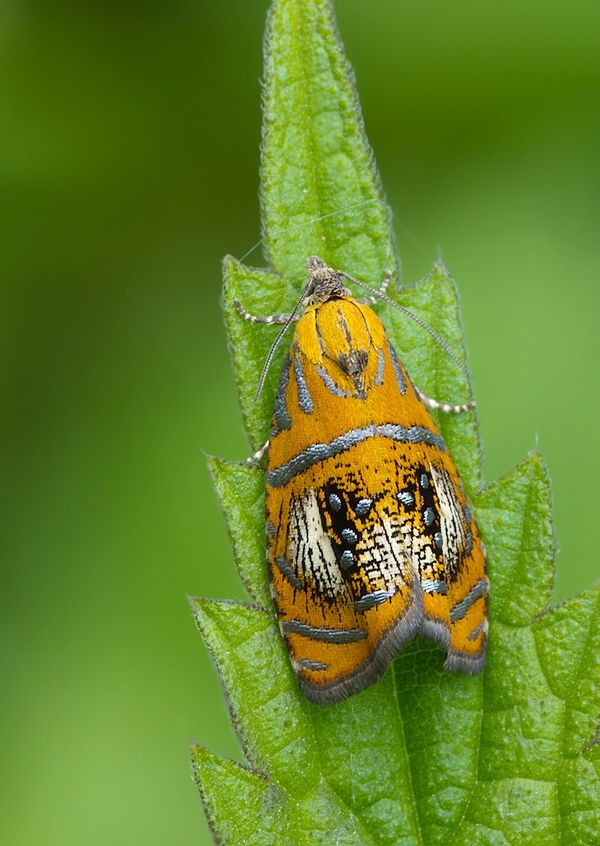 Olethreutes arcuella
