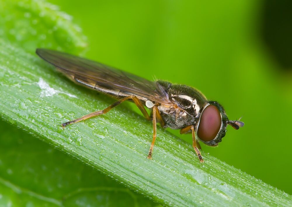 Melanostoma scalare