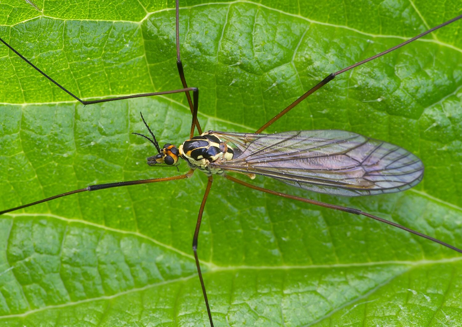 Nephrotoma appendiculata