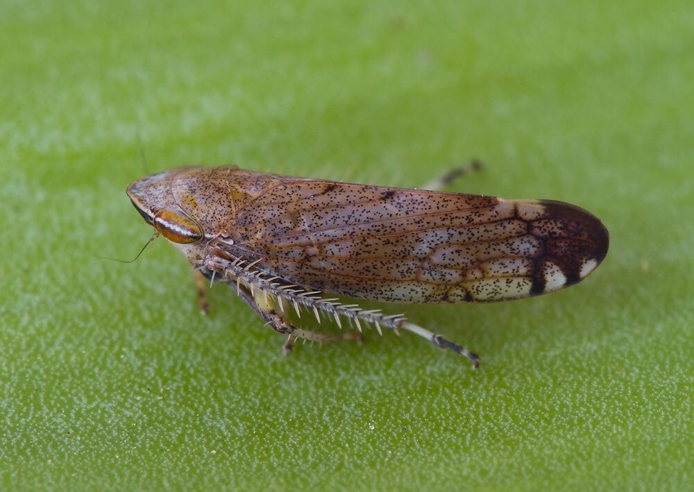 Fieberiella sp.