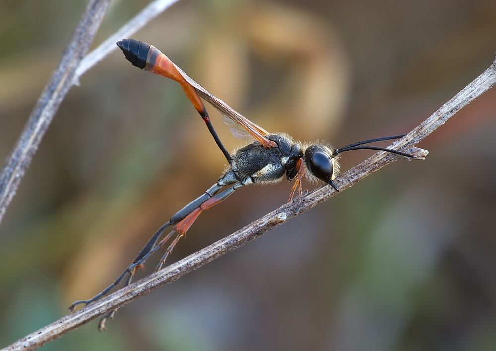 Ammophila heydeni
