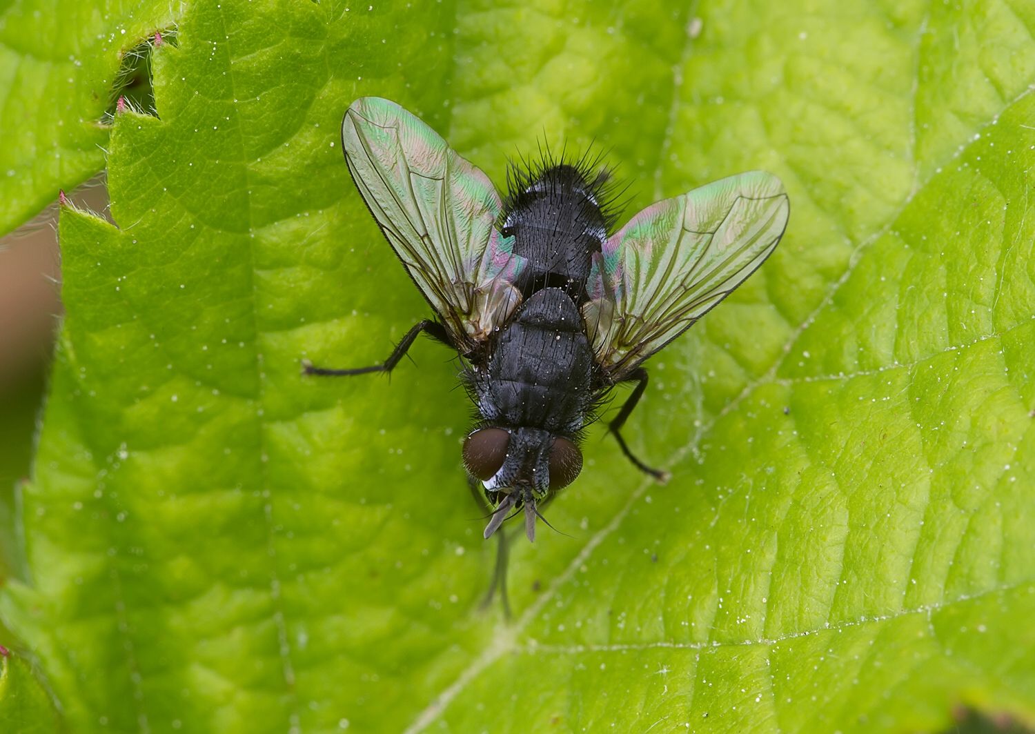Lydella stabulans