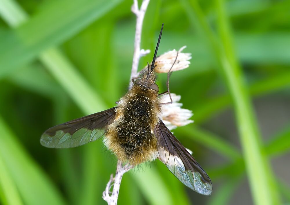 Bombylius major
