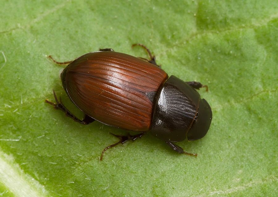 Oromus alpinus