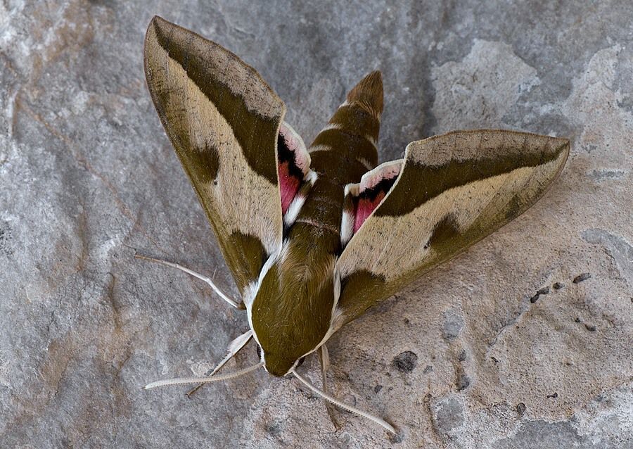 Hyles euphorbiae