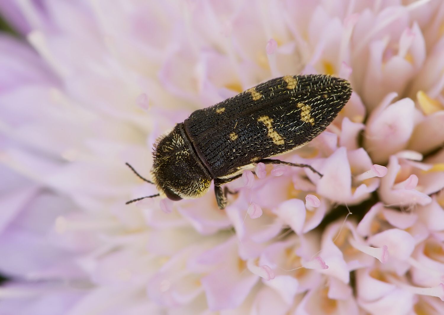Acmaeoderella flavofasciata