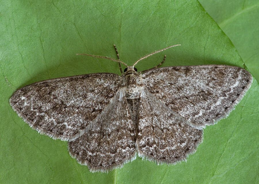 Ectropis crepuscularia