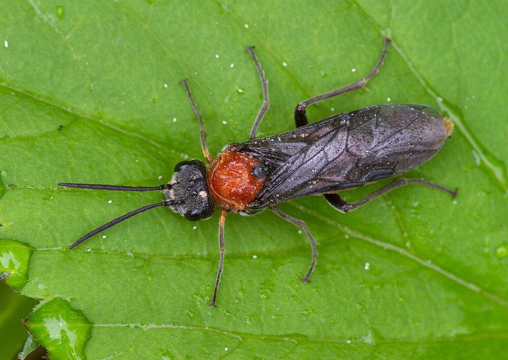 Dolerus madidus