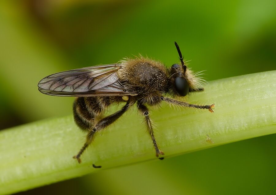 Laphria vulpina